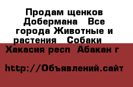 Продам щенков Добермана - Все города Животные и растения » Собаки   . Хакасия респ.,Абакан г.